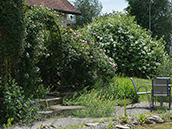 Rosenbeet mit Glockenblumen